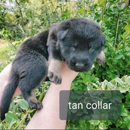 German Shepherd Puppies from Sheldon Shepherds LLC