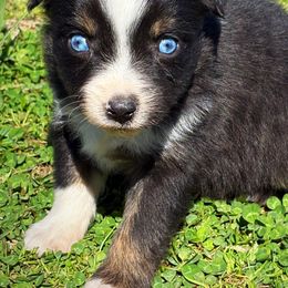 Miniature American Shepherd, Miniature Australian Shepherd, and Toy Australian Shepherd Puppies from Cooper Creek Aussies