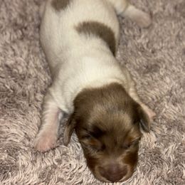 Dachshund Puppies from Whitesboro Dachshund