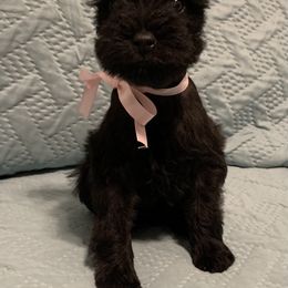 Miniature Schnauzer Puppies from Connies’ Cuties