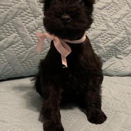 Miniature Schnauzer Puppies from Connies’ Cuties