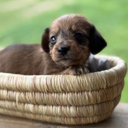 Wire coat Red girl - Red female Dachshund puppy in Nashville, Arkansas from Whisenhunt Farms