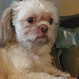 Buddy - Shih Tzu