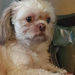Buddy - Shih Tzu