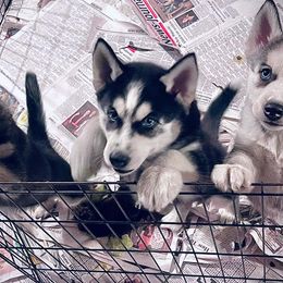 Siberian Husky Puppies from Siberian Huskies-Beckham the Great