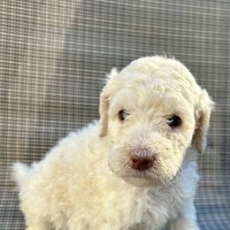 Poodle Puppies from Triangle Standards