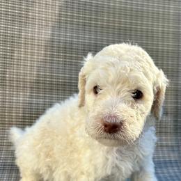 Poodle Puppies from Triangle Standards