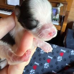 Minnie Mouse - Parti female Miniature Schnauzer puppy in Elk Grove, California from Meuser's Miniature Schnauzers