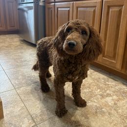 Callie - Goldendoodle