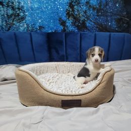 Blue Boy - Blue tan and white male Beagle puppy in New River, Arizona from Desert Mountain Dobermans