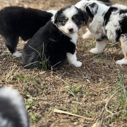 Boy 2 - Black tri Miniature Australian Shepherd puppy in Greensboro, North Carolina from Rambling L Toy& Mini Aussies