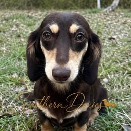 Nola - Dachshund