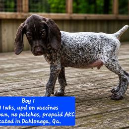 Green - Liver roan male German Shorthaired Pointer puppy in Dahlonega, Georgia from Pointer Mountain Bird Dogs