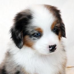 FIGG - Blue merle male Miniature American Shepherd puppy in Pasco, Washington from ROCK CREEK