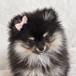 Elphaba - Black and tan female Pomeranian puppy in Buck Valley, Pennsylvania from Buck Valley Pomeranians