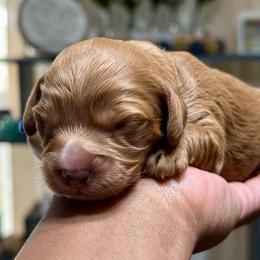 Blue Collar Male - Red male Cavapoo puppy in Palm Beach County, Florida from Benji’s Cockapoos