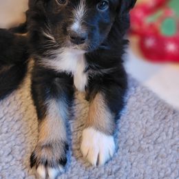 Australian Shepherd Puppies from Summit Australian Shepherds