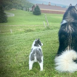 Pomskies and Siberian Huskies from Kristie’s Husky Haven
