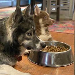 Siberian Husky Puppies from Myths and Legends Siberian Huskies