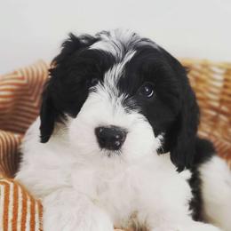 Bernedoodles and Sheepadoodles from Salt & Snow Pups