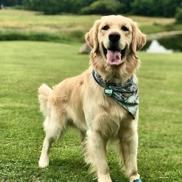 Totty - Golden Retriever