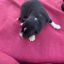 Belle - Black and white female Border Collie puppy in Winnsboro, Texas from Pecan Grove Pups