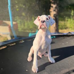 Boy 5 - White male Boxer puppy in Prestonsburg, Kentucky from Bre’s Boxers