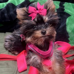 Chihuahuas, Poodles, and Yorkshire Terriers from Tiny collection kennels