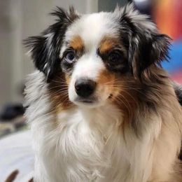 Toy Australian Shepherds from Mountain Creek Aussies