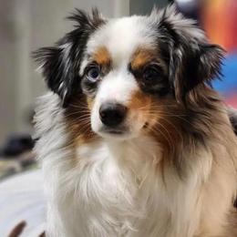 Toy Australian Shepherds from Mountain Creek Aussies