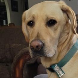 Labrador Retrievers from McDigger