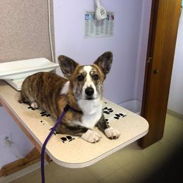Cardigan Welsh Corgi and Pembroke Welsh Corgi All Grown Up from AroHawk Corgis