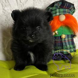 HOLD AKC DR. PEPPER - Black male Pomeranian puppy in Watkins Glen, New York from Wicked Spirits Pomeranians