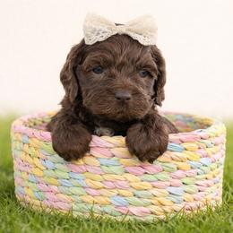 Avocado - Brown female Cockapoo puppy in Santa Barbara, California from K+C Doodles