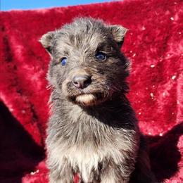Lazuli - Blue female German Shepherd puppy in Los Lunas, New Mexico from Mali's German Shepherds