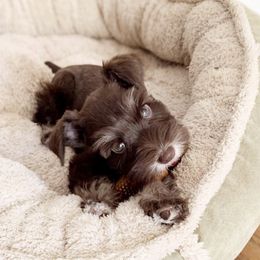 Miniature Schnauzer Puppies from Los Angeles Miniature Schnauzers