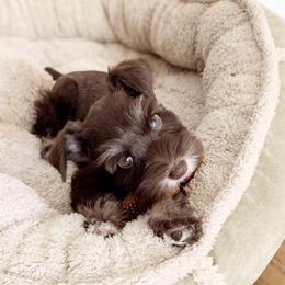 Miniature Schnauzer Puppies from Los Angeles Miniature Schnauzers