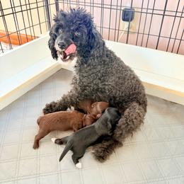 Yorkipoo puppies from Wonderfully Made Poodles & Doodles