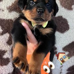 Yellow - Black and mahogany female Rottweiler puppy in Mancelona, Michigan from Nicolle Stone