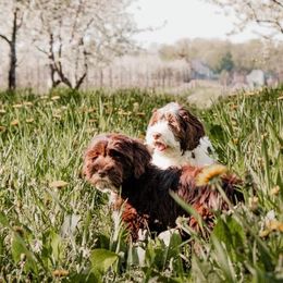 Australian Labradoodles from Northern Michigan Labradoodles