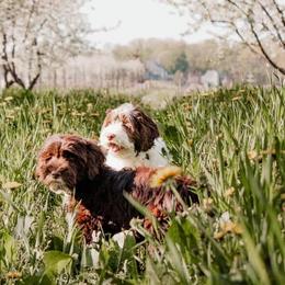 Australian Labradoodles from Northern Michigan Labradoodles
