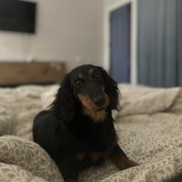 Millie - Dachshund