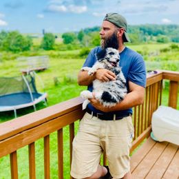 Aussiedoodle Puppies from North Mountain Doodles