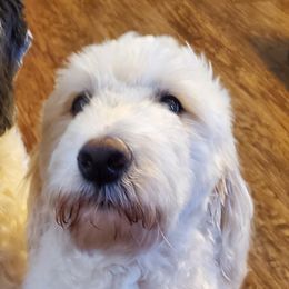 Goldendoodle and Sheepadoodle Puppies from Major League Doodles