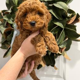 Sequoia - Red  female Goldendoodle puppy in Mesa, Arizona from Twinkle MiniDoodles
