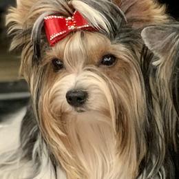 Biewer Terrier Puppies from Bouquet Biewers