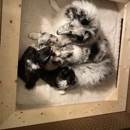 Shetland Sheepdog Puppies from Acclaim Shelties