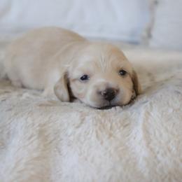 Teal collar - Cream male Dachshund puppy in Mc Donough, Georgia from Hot Diggity Doxies