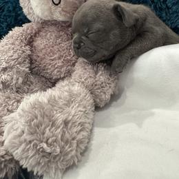 French Bulldog Puppies from The Frenchie Lady Co.