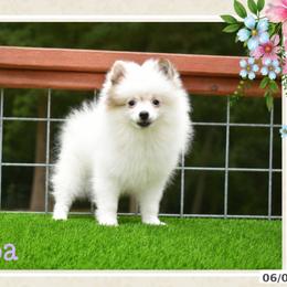 Boba - Cream sable parti female Pomeranian puppy in Cleveland, Georgia from Sourpatch Pomeranians